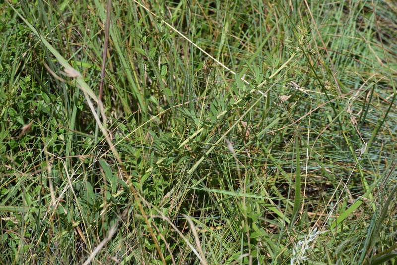 Indigofera tristis photo 7