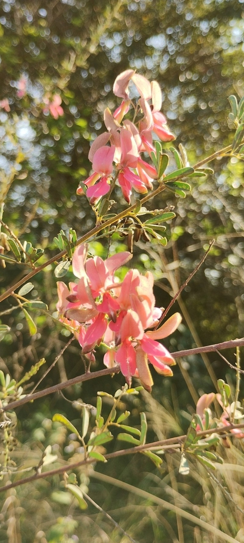 Indigofera tristis photo 8