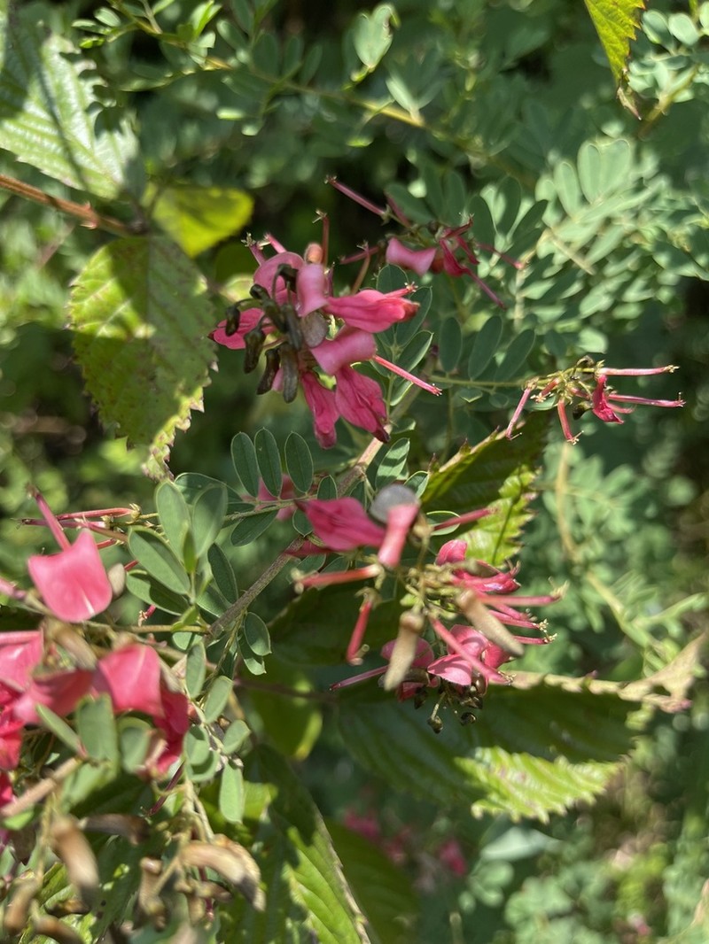 Indigofera tristoides