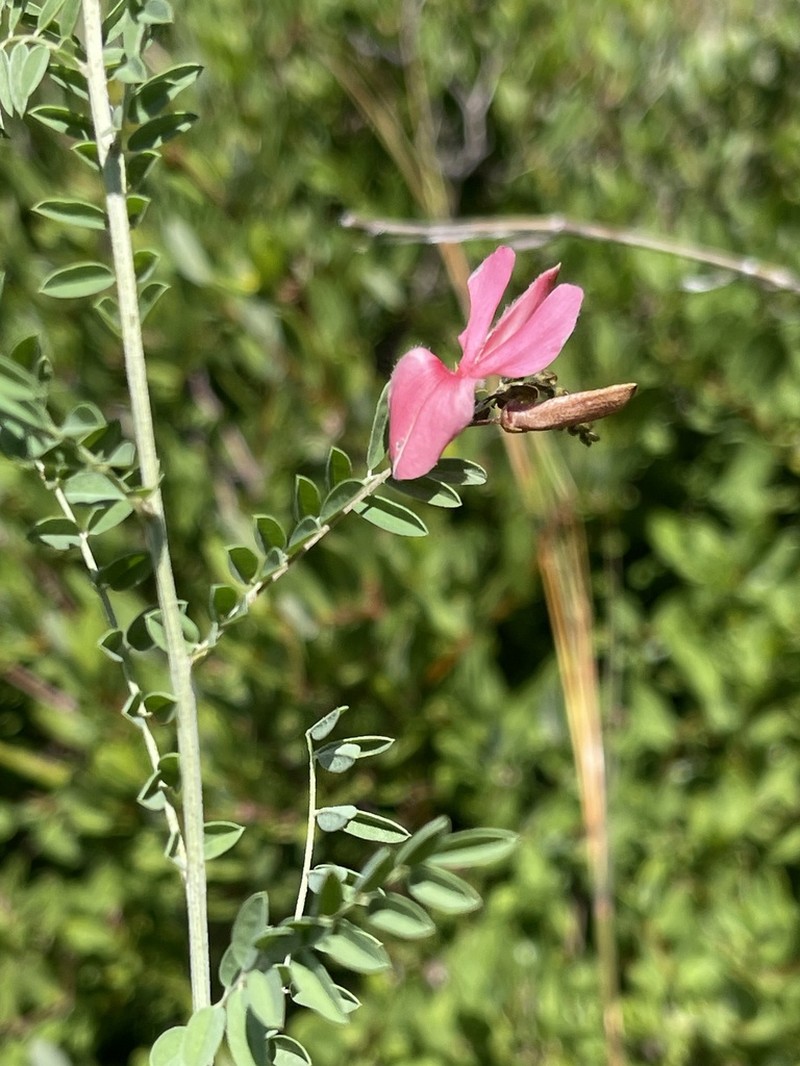 Indigofera tristoides photo 2