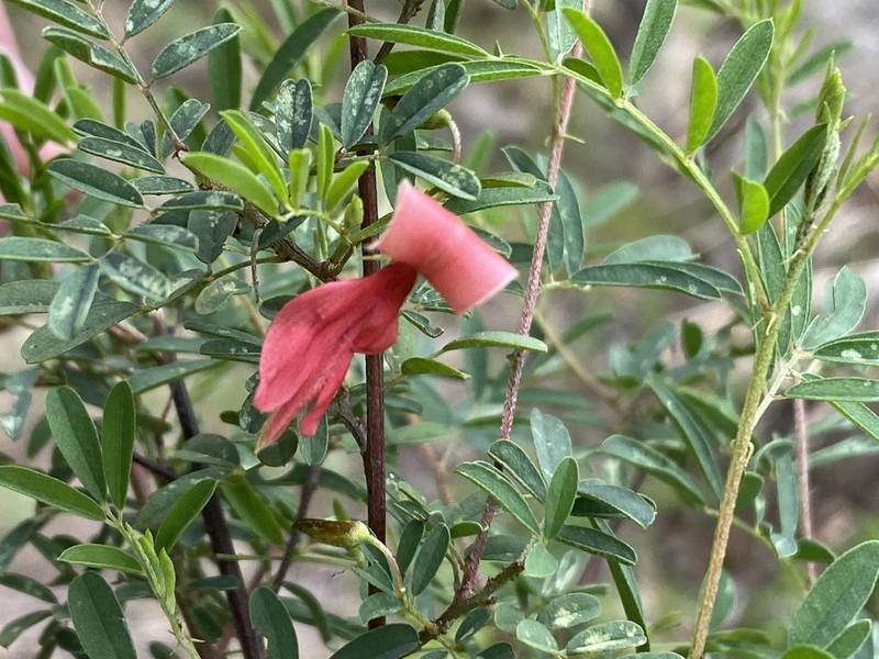 Indigofera tristoides photo 3