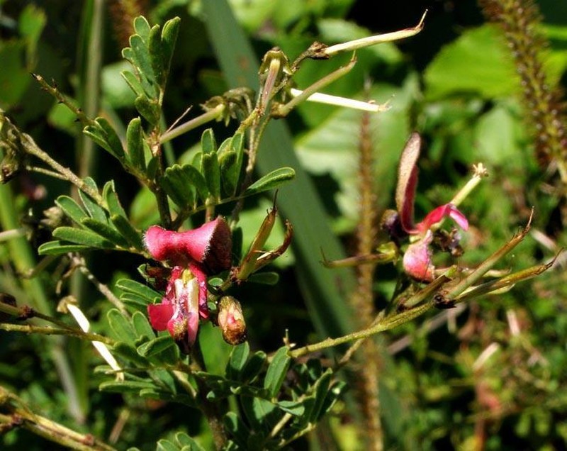 Indigofera tristoides photo 4