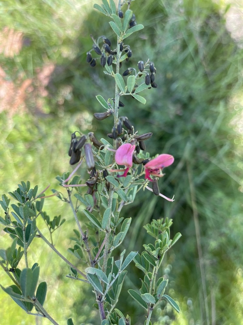 Indigofera tristoides photo 5