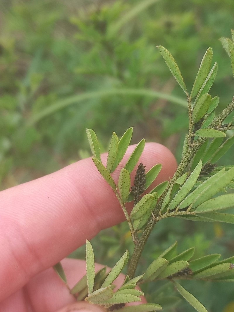 Indigofera tristoides photo 6