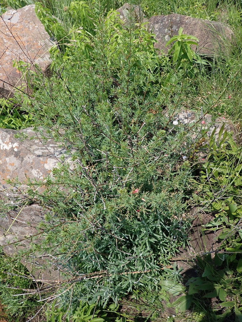 Indigofera tristoides photo 7