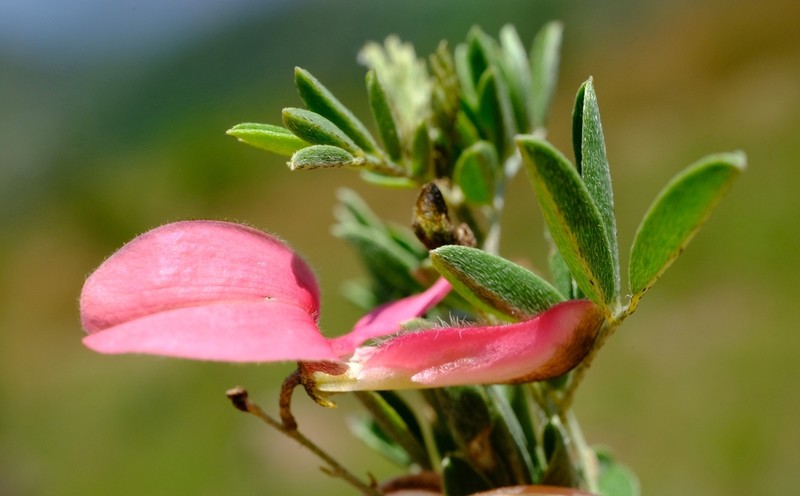 Indigofera tristoides photo 8