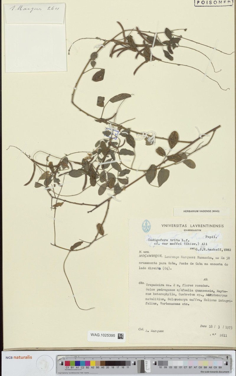 Indigofera trita var. maffeii