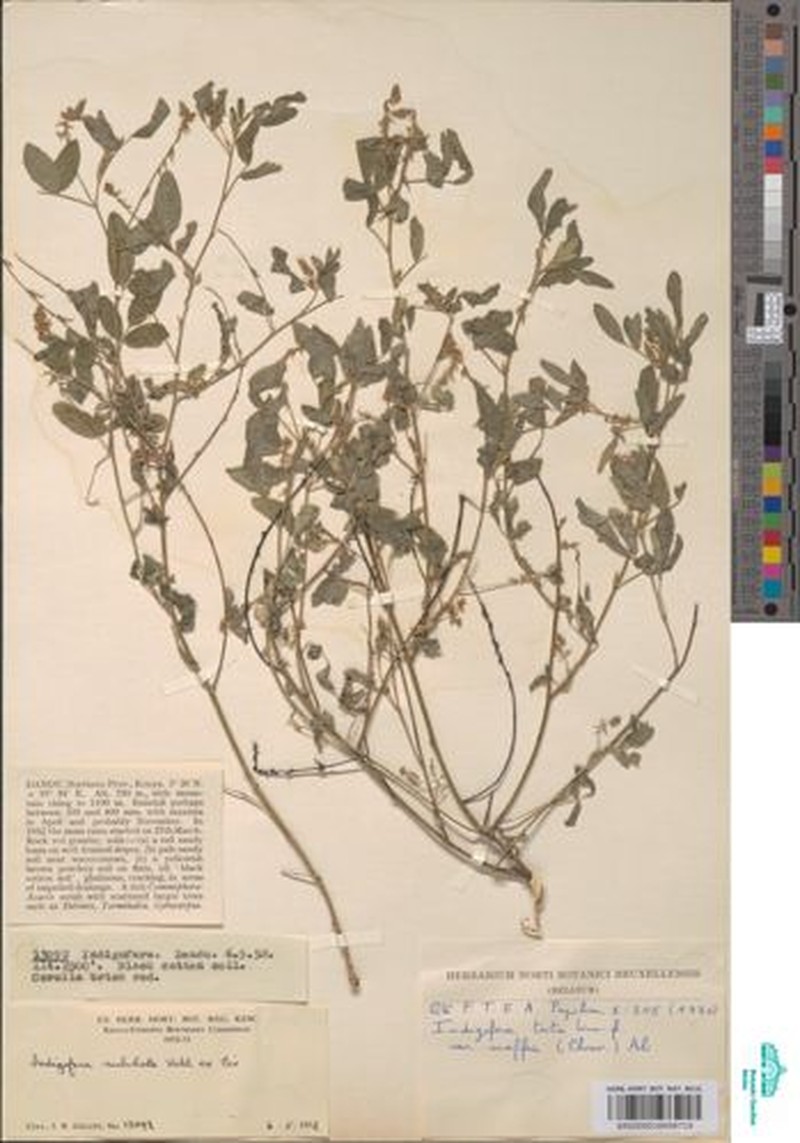 Indigofera trita var. maffeii photo 2