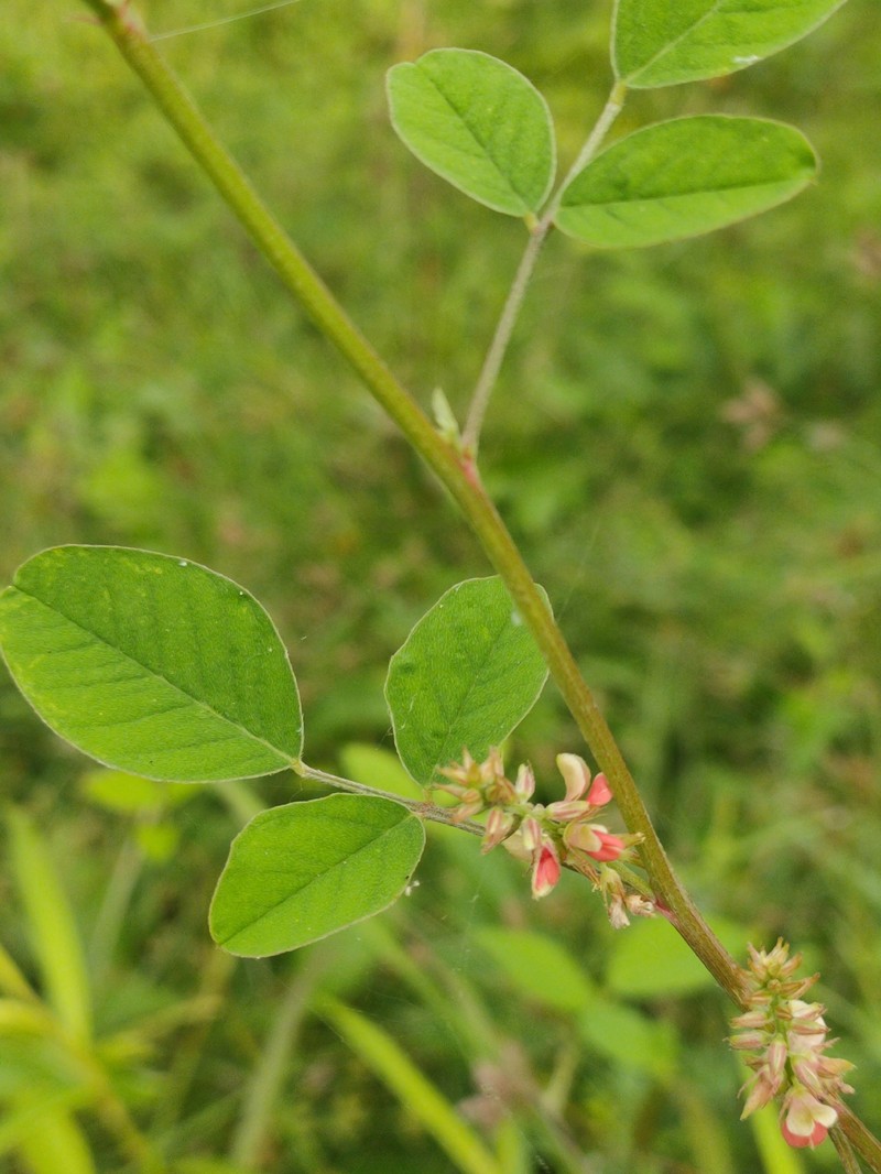 Indigofera trita var. trita