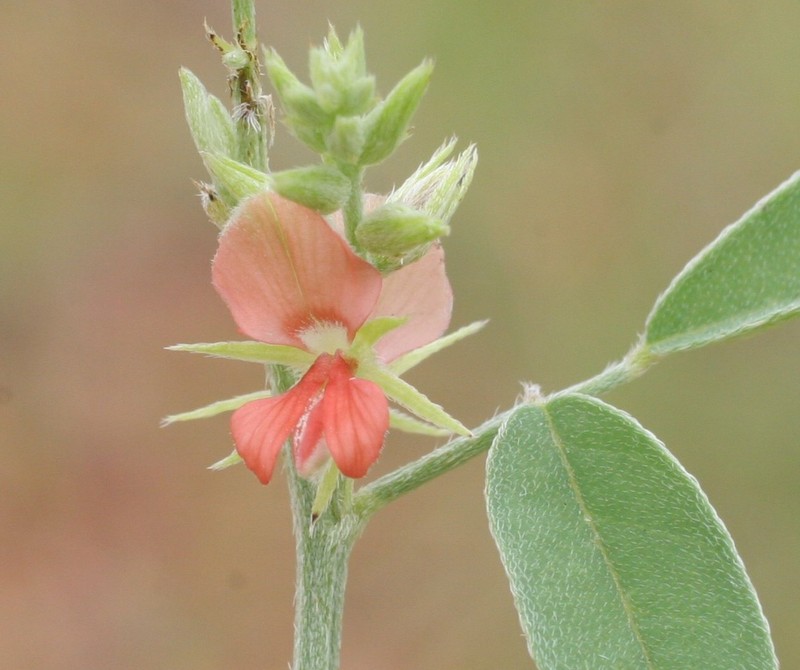 Indigofera trita var. trita photo 2