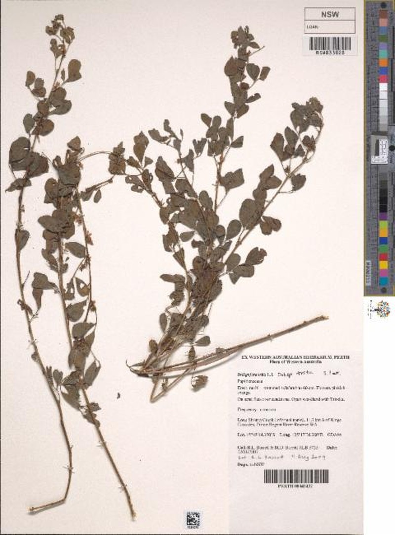 Indigofera trita var. trita photo 3