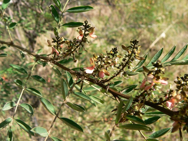 Indigofera truxillensis