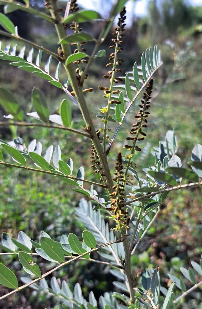 Indigofera truxillensis photo 2