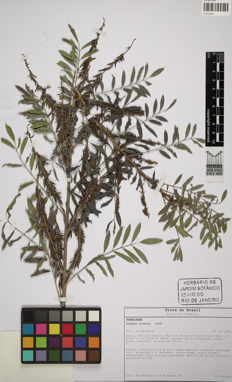 Indigofera truxillensis photo 3
