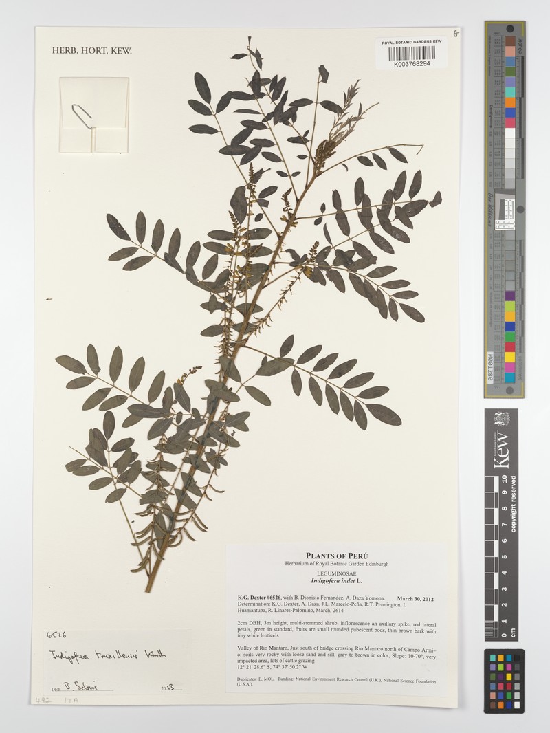 Indigofera truxillensis photo 4
