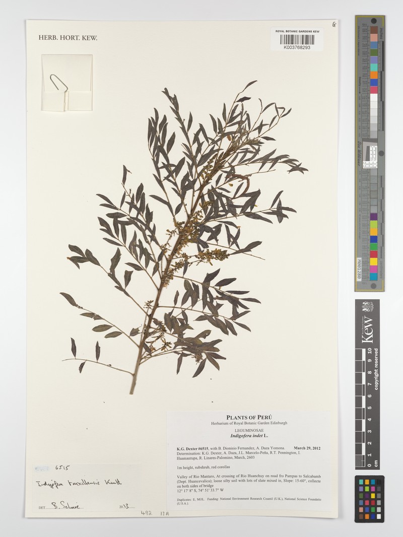Indigofera truxillensis photo 5