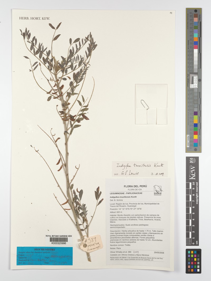 Indigofera truxillensis photo 6
