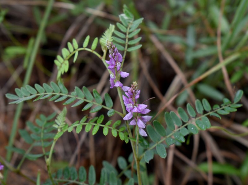 Indigofera tryonii