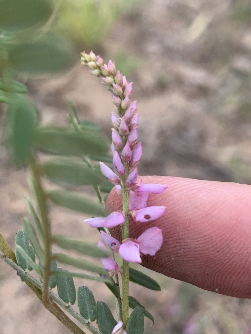 Indigofera tryonii photo 2