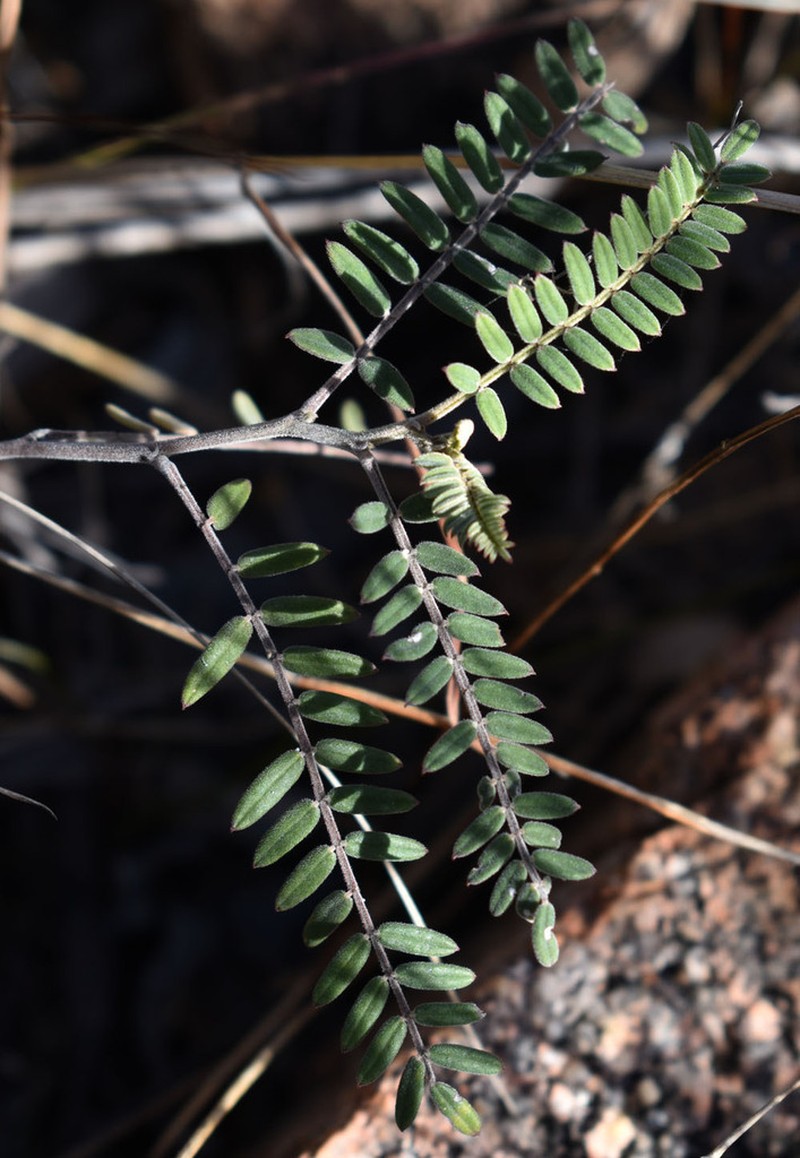 Indigofera tryonii photo 4
