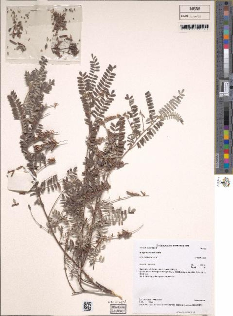Indigofera tryonii photo 5