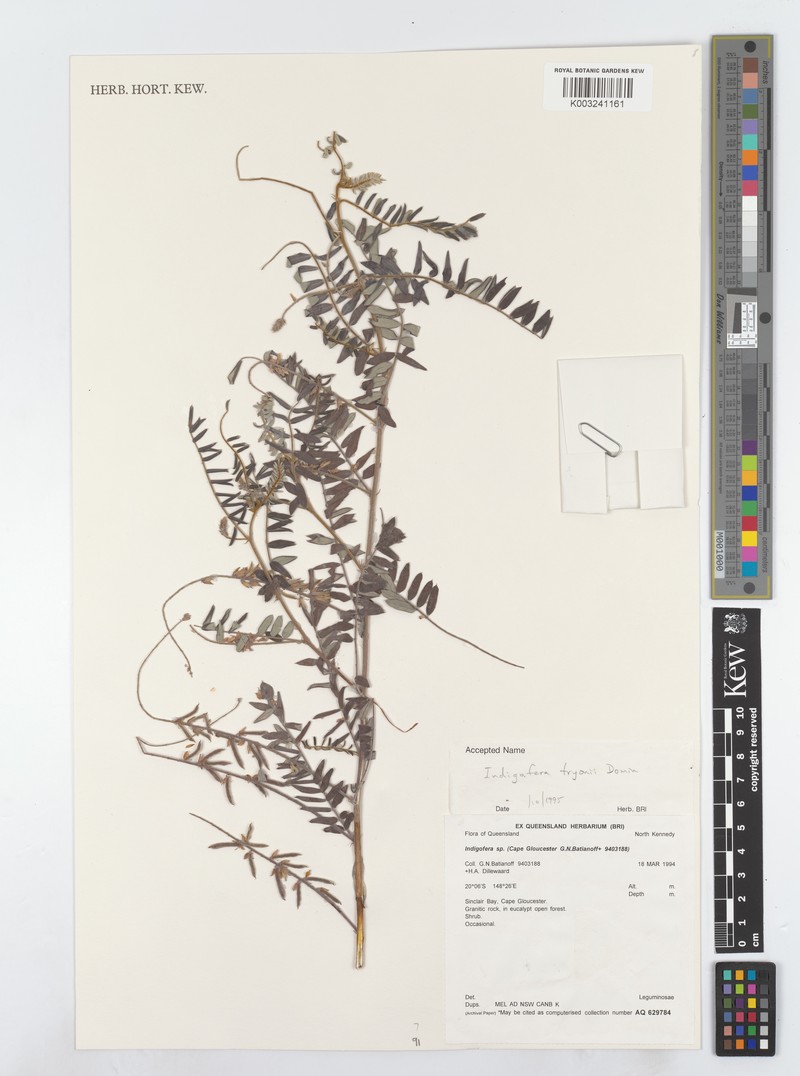Indigofera tryonii photo 6