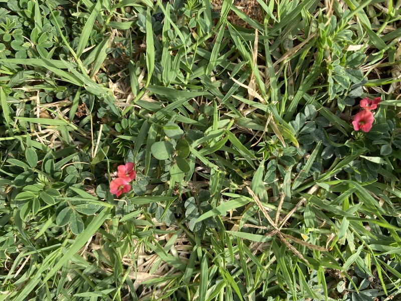 Indigofera tsiangiana photo 2
