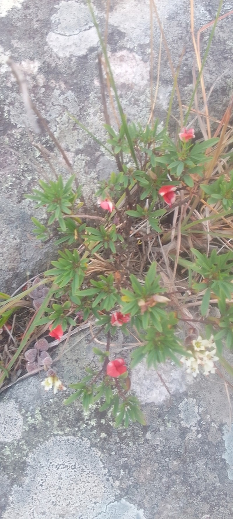 Indigofera tysonii