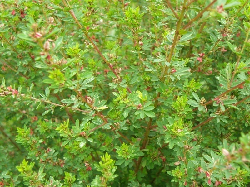 Indigofera tysonii photo 2