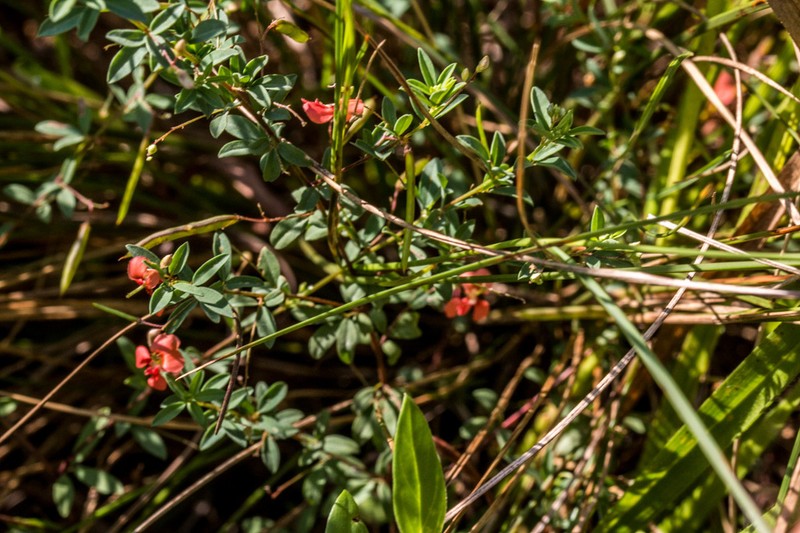 Indigofera tysonii photo 3