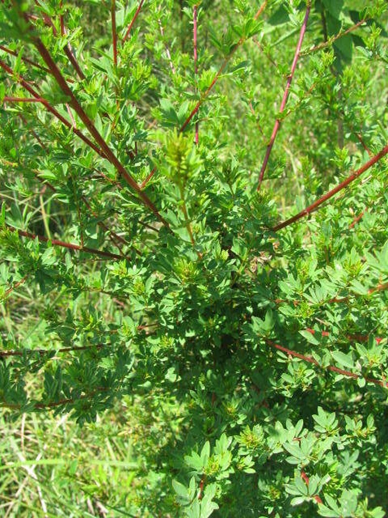Indigofera tysonii photo 4