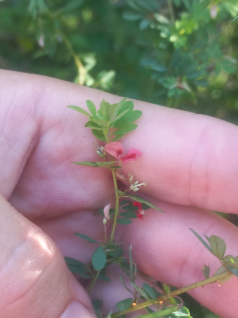 Indigofera tysonii photo 5