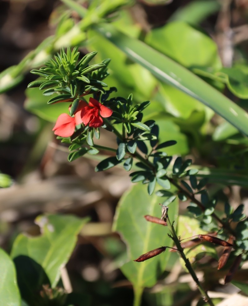 Indigofera tysonii photo 6