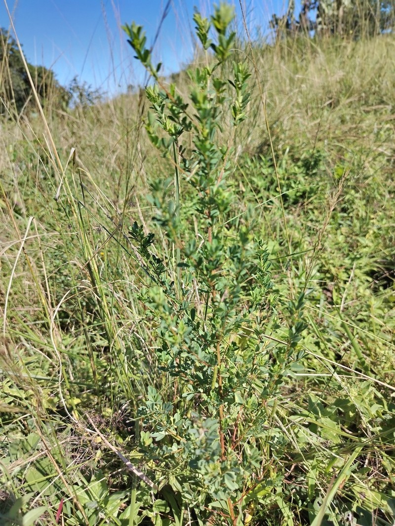 Indigofera tysonii photo 7