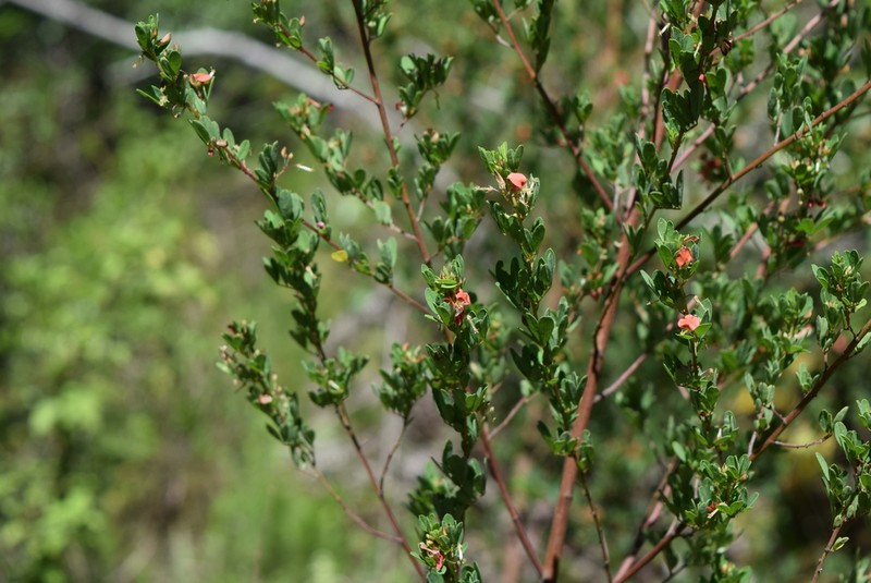 Indigofera tysonii photo 8