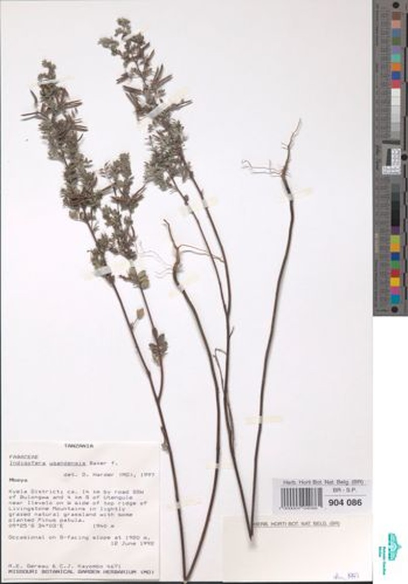 Indigofera ugandensis