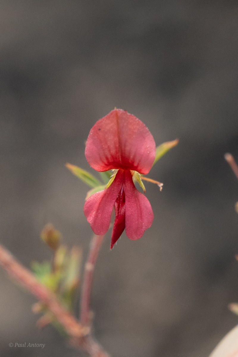 Indigofera uniflora photo 2