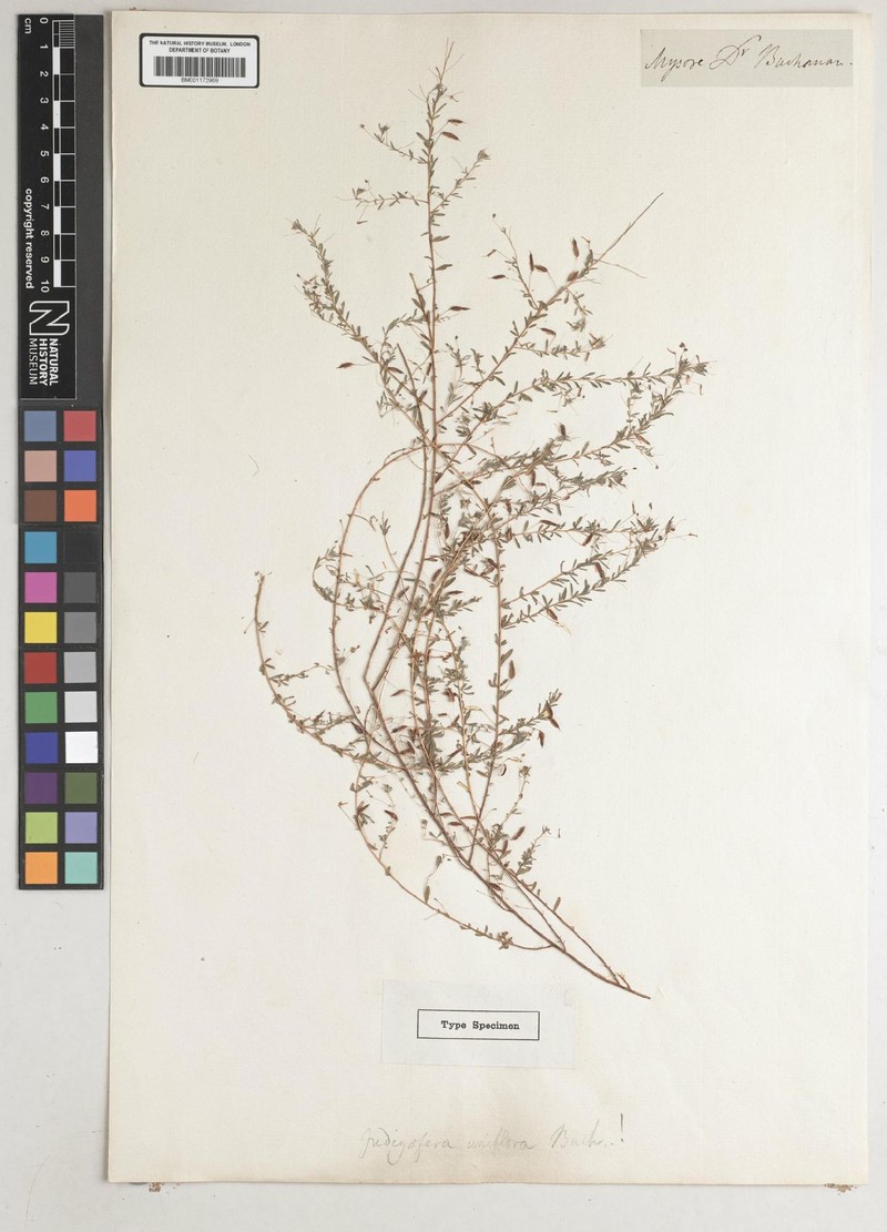 Indigofera uniflora photo 3