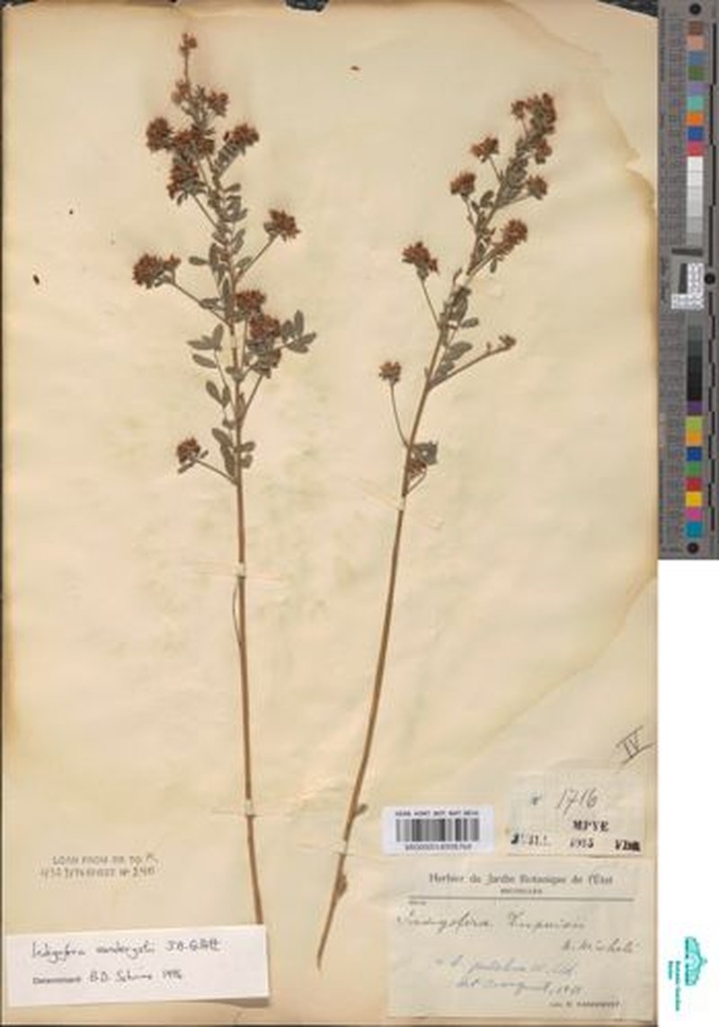 Indigofera vanderystii