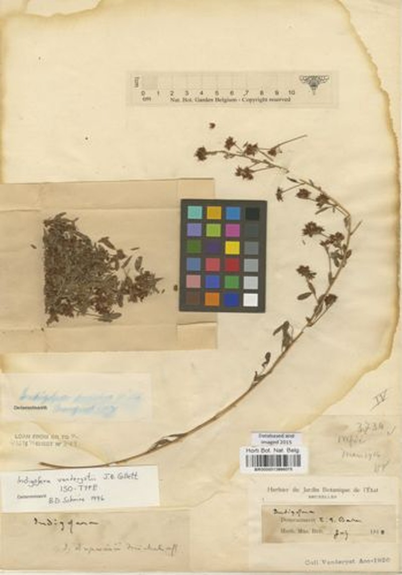 Indigofera vanderystii photo 2