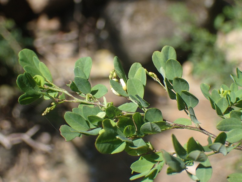 Indigofera vanwykii