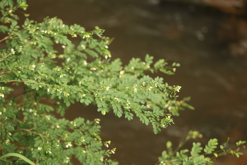 Indigofera vanwykii photo 2