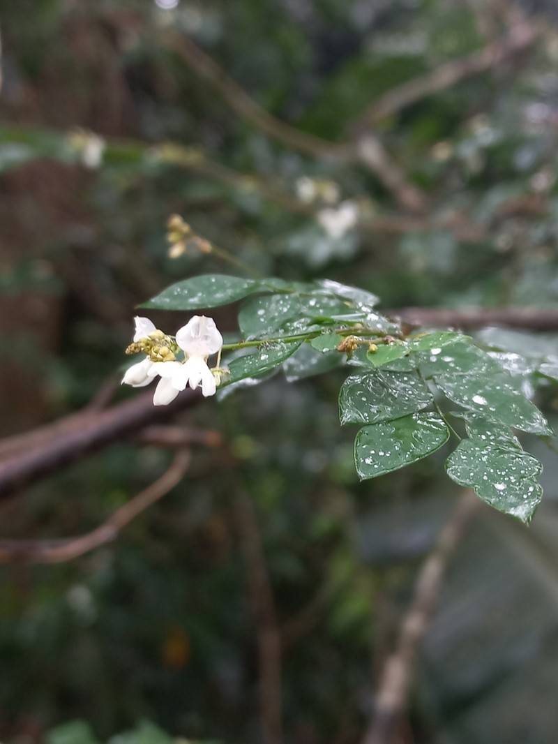 Indigofera vanwykii photo 3
