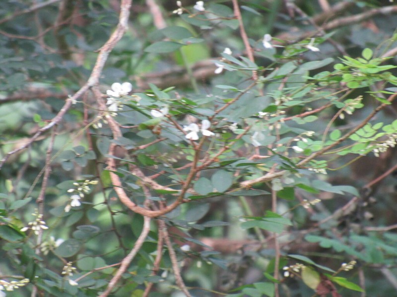 Indigofera vanwykii photo 4