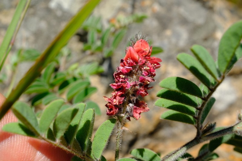 Indigofera velutina