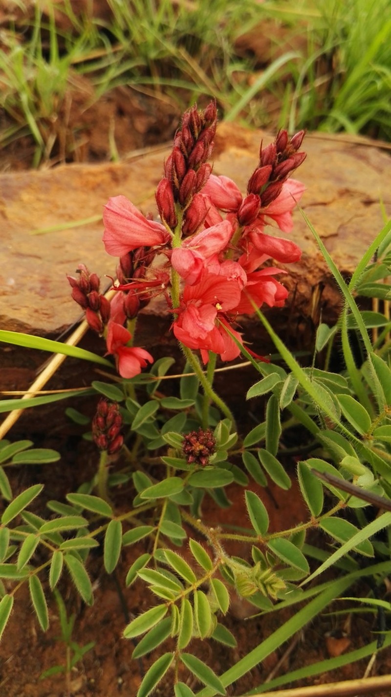 Indigofera velutina photo 2