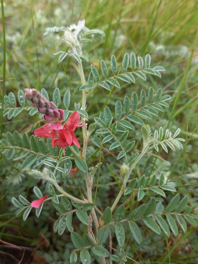 Indigofera velutina photo 3