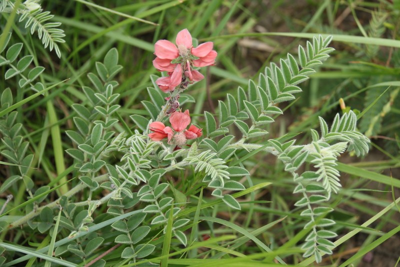 Indigofera velutina photo 4