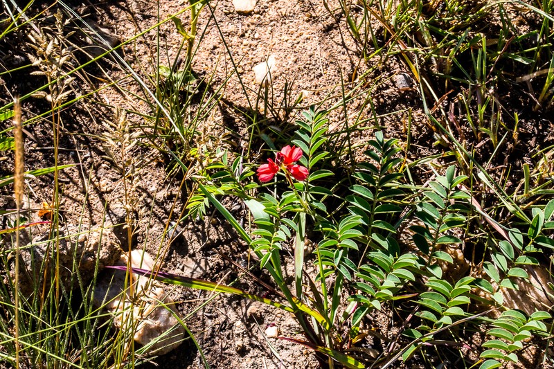 Indigofera velutina photo 5