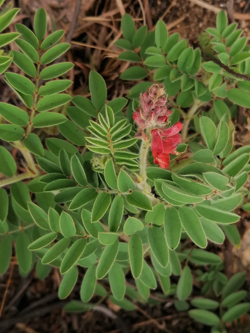 Indigofera velutina photo 6